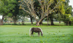 Image of Ranch View with Mini Horse named Quiznos in Focus at HarBet Lodge farmhouse in Alvin, Texas