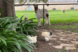 Image of mini horses and chickens at HarBet Lodge in Alvin Texas near Houston