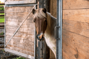 Image of Mini Horse named Quiznos at HarBet Lodge Farm Hotel In Alvin Texas